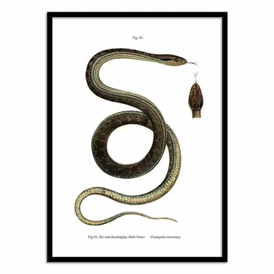 Affiches - Affiche - Montpellier Snake - WALL EDITIONS