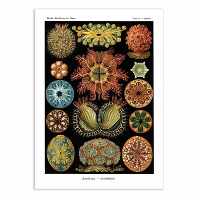 Affiches - Affiche - Ascidiae, 1899 - WALL EDITIONS