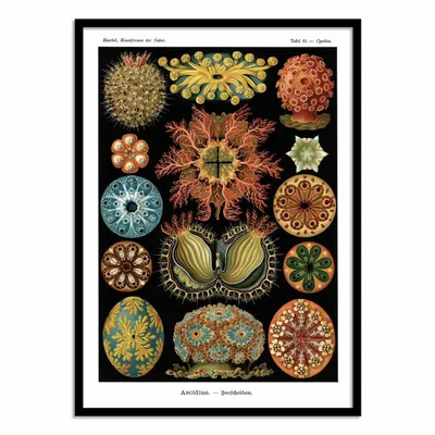 Affiches - Affiche - Ascidiae, 1899 - WALL EDITIONS