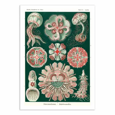 Affiches - Affiche - Discomedusae, 1899 - WALL EDITIONS