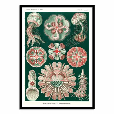 Affiches - Affiche - Discomedusae, 1899 - WALL EDITIONS