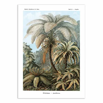 Affiches - Affiche - Filicinae, 1899 - WALL EDITIONS