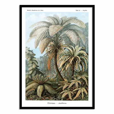 Affiches - Affiche - Filicinae, 1899 - WALL EDITIONS