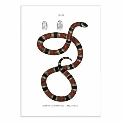 Affiches - Affiche - Coral Snake - WALL EDITIONS