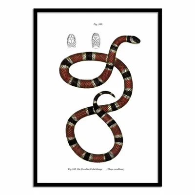 Affiches - Affiche - Coral Snake - WALL EDITIONS