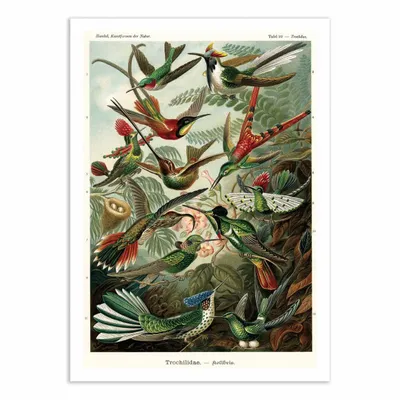 Affiches - Affiche - Trochilidae, 1899 - WALL EDITIONS