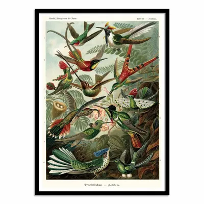 Affiches - Affiche - Trochilidae, 1899 - WALL EDITIONS