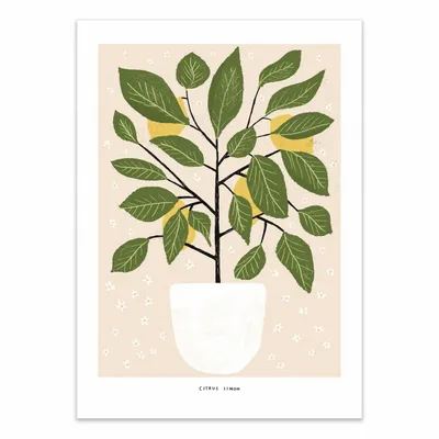 Poster - Art-Poster - Citrus Lemon - Alex Foster - WALL EDITIONS