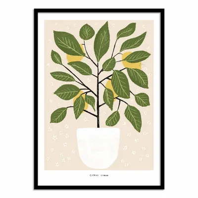 Poster - Art-Poster - Citrus Lemon - Alex Foster - WALL EDITIONS