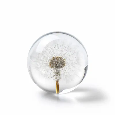 Décorations florales - In Flore Dandelion Paperweight, 8 cm, White - WWA AB, IN FLORE