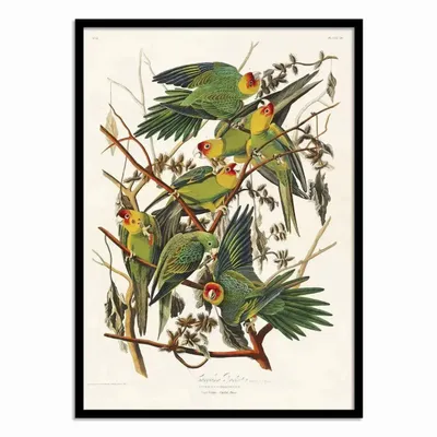 Poster - Art-Poster - Carolina Parrot From Birds of America (1827) - John James Audubon - WALL EDITIONS