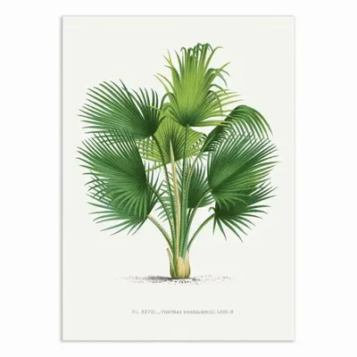 Affiches - Affiche - Thrinax V2 - Les Palmiers Histoire - WALL EDITIONS