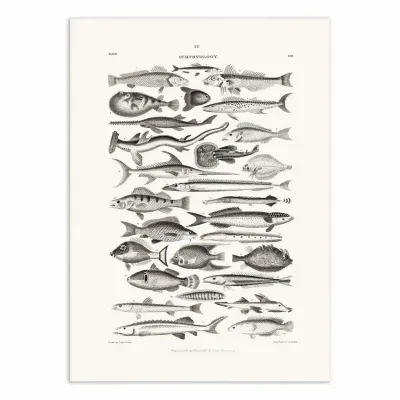 Affiches - Affiche - Sealife I - Oliver Goldsmith - WALL EDITIONS
