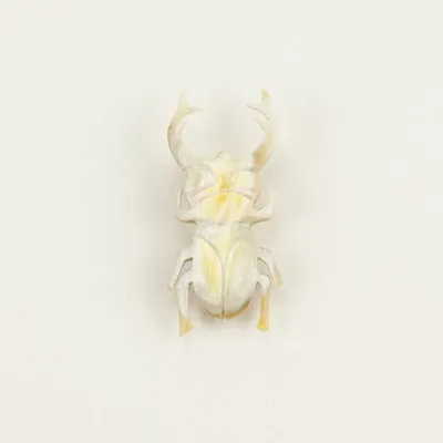 Brooches - Coleoptere brooch in blond horn - L INDOCHINEUR X RIVÊT