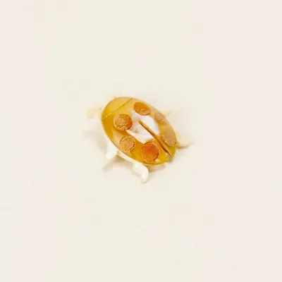 Brooches - Cocinelle brooch in blond horn - L INDOCHINEUR X RIVÊT