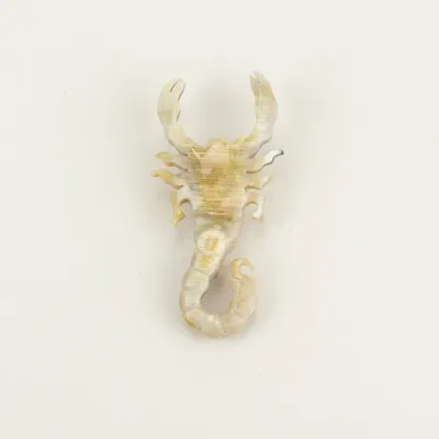 Broches - Broche Scorpion en corne blonde - L INDOCHINEUR X RIVÊT