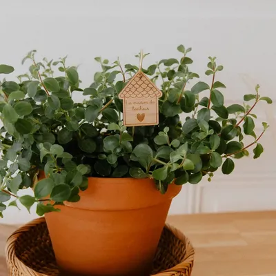 Papeterie bureau - Pic Botanique - La maison du bonheur - LES PETITES HIRONDELLES