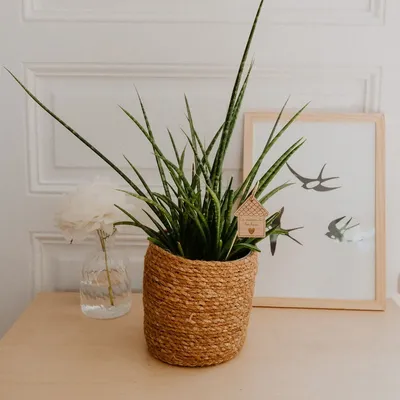Stationery - Botanical pick - House of happiness - LES PETITES HIRONDELLES