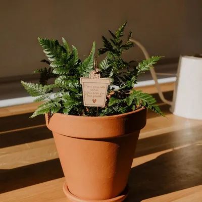Papeterie bureau - Pic Botanique - Merci pour cette année - LES PETITES HIRONDELLES