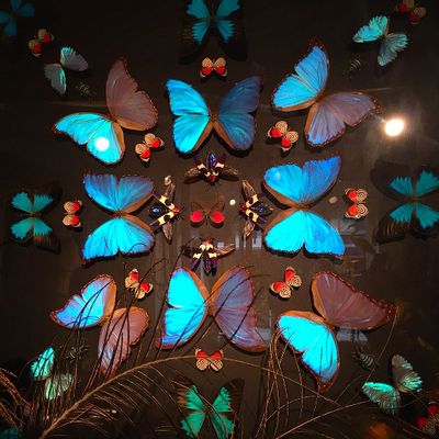 Objets de décoration - Sculpture  Papillons - DESIGN & NATURE