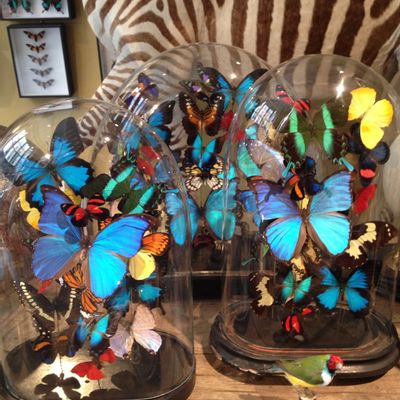 Objets de décoration - Sculpture  Papillons - DESIGN & NATURE