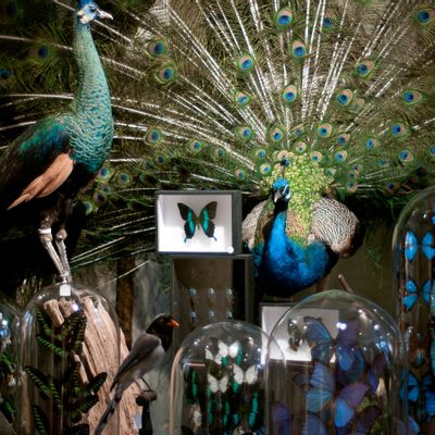 Pièces uniques - Sculpture Paon bleu - DESIGN & NATURE