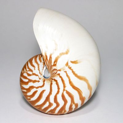 Objets de décoration - COQUILLAGES DE DECORATION - AN ATOLL