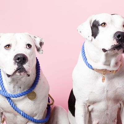 Outdoor decorative accessories - Pet Accessories  - FOUND MY ANIMAL