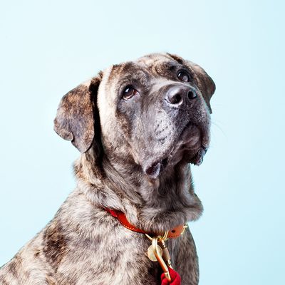 Outdoor decorative accessories - Pet Accessories  - FOUND MY ANIMAL