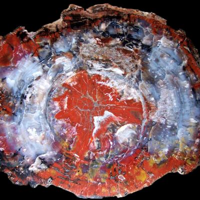 Unique pieces - Décoration murale en bois pétrifié. - XYLEIA PETRIFIED WOOD