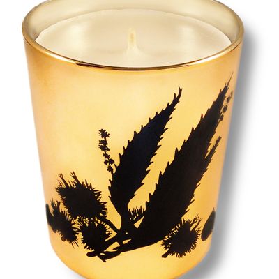 Candles - Marron glacé - BARBERA