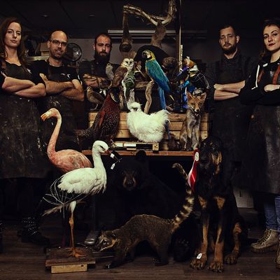 Decorative objects - Artiste en taxidermie et faune sauvage - DMW.NU: TAXIDERMY & INTERIOR