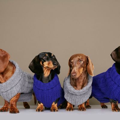 Pet accessories - John B. coat - THE PAINTER'S WIFE