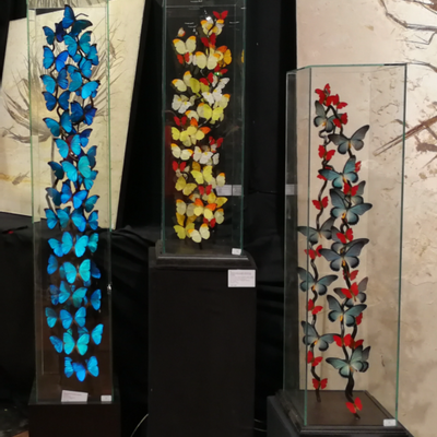 Decorative objects - Flight of Morpho butterflies, cabinet of curiosities. - METAMORPHOSES