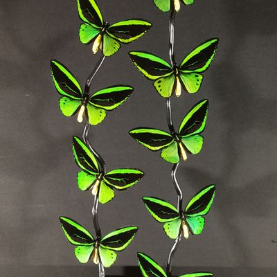 Decorative objects - Butterfly Cage Priamus - METAMORPHOSES