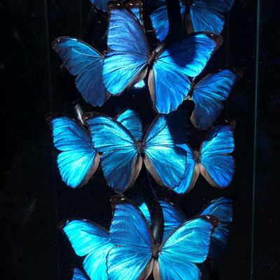 Decorative objects - Flight of Morpho butterflies - cabinet of curiosities - METAMORPHOSES