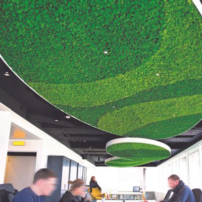 Revêtements muraux - Murs végétal en lichen stabilisé - GREEN MOOD