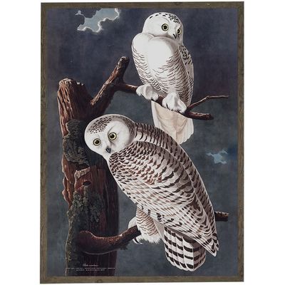 Poster - Birds collection - KOUSTRUP & CO