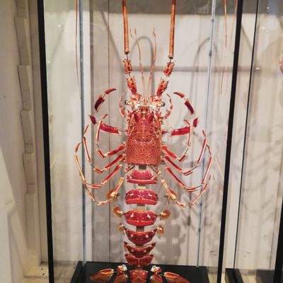 Decorative objects - Crawl of lobster - DESIGN & NATURE