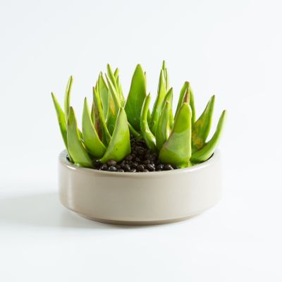 Outdoor decorative accessories - Cactus | Decorative Items | Made in Italy - ARCUCCI CERAMICS