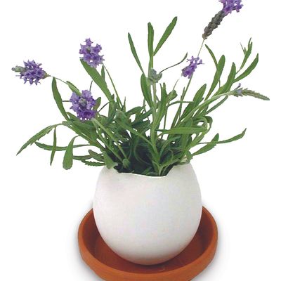 Children's decorative items - Eggling - A plant hatches from an egg! - NOTED