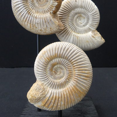 Decorative objects - Ammonite fossils on a base - cabinet of curiosities - METAMORPHOSES