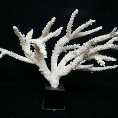 Decorative objects - Coral on a base - cabinet of curiosities - METAMORPHOSES