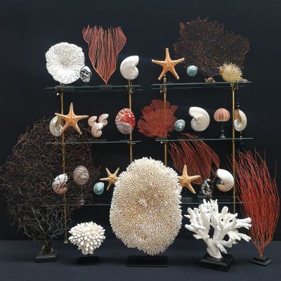 Decorative objects - Gorgones sur socle, cabinet de curiosités - METAMORPHOSES