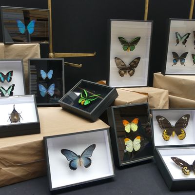Decorative objects - Cadres entomologiques, papillons, insectes, cabinet de curiosités - METAMORPHOSES