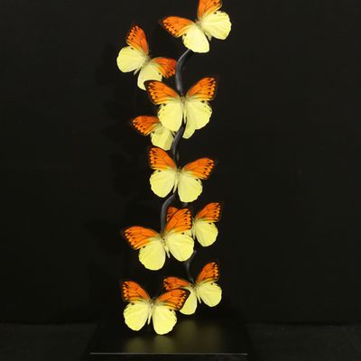 Objets de décoration - Cages de verre entomologiques - Décoration et curiosité d'intérieur - METAMORPHOSES