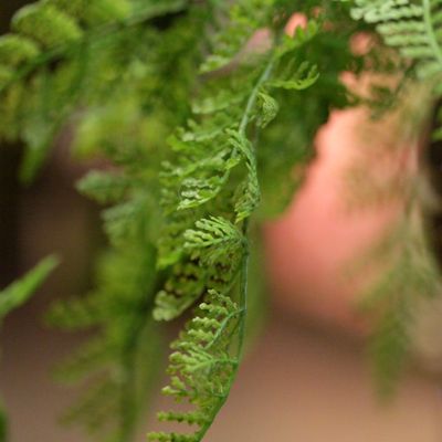 Floral decoration - Green plants & trees - VRANCKX