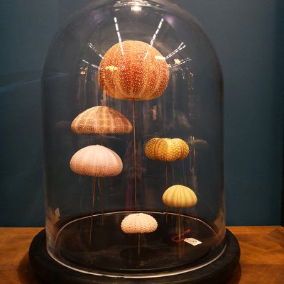 Decorative objects - Glass dome  and natural history - AN ATOLL