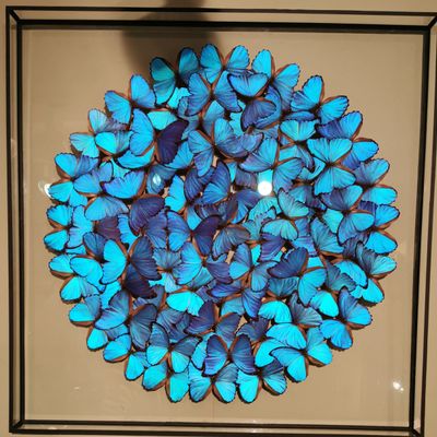 Other wall decoration - Large double glass morpho frame - DESIGN & NATURE