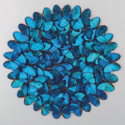 Objets de décoration - Cadres entomologiques, papillons, insectes - METAMORPHOSES